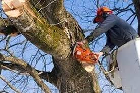 Our codes limit the number and size of trees that you are allowed to cut down. Tree Removal Carlisle Paul S Tree Service