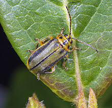 Elm Leaf Beetle Wikipedia