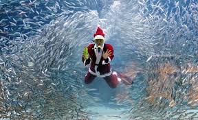 Insolite : Joyeux Noël les sardines ! - Mosaïques de lectures et d'images