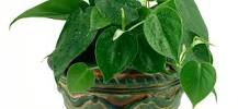Do philodendrons need a lot of water?