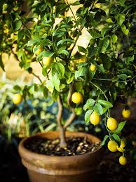 grow a lemon tree in a pot from a seed
