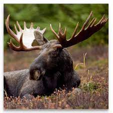 Moose Photo Canvas Art Wildlife Art