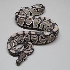 snow carpet python reptiles