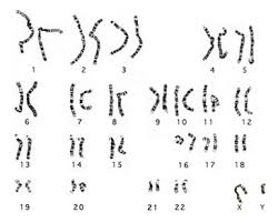 Maybe you would like to learn more about one of these? Karyotype Male Black And White Cshl Dna Learning Center