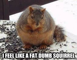 I Feel Like a Fat dumb squirrel - Fat Squirrel - quickmeme via Relatably.com