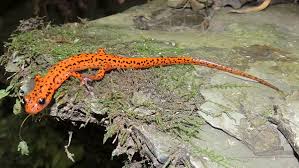 Spotted Tail Salamander Wikipedia