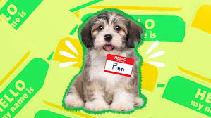 cute puppy names for your adorable f