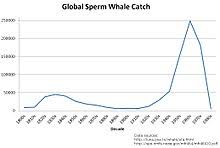Sperm Whale Wikipedia