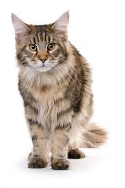 The maine coon loves only one human owner, and will hunt and kill all other humans in the area. Maine Coon Mix Photos Thriftyfun
