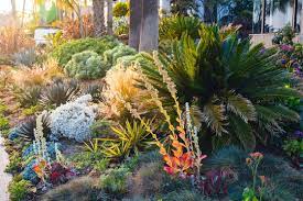 California Home Drought Tolerant Plants