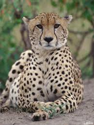 Résultat de recherche d'images pour "google gifs images leopards"