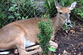 Tips To Keep Deer Out Of The Garden