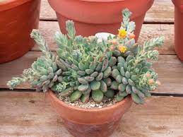 echeveria gusto world of succulents