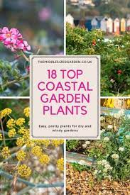 what to plant in a coastal garden