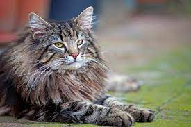 17 long haired cat breeds to swoon over