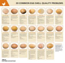 Egg Shell Quality Problems Egg Shells Eggs Fresh Chicken