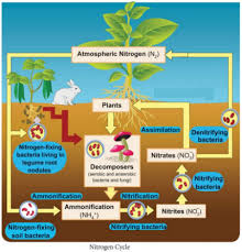 The whole process involved following processes such as nitrogen fixation, nitrification, decay, and. Give The Schematic Diagram Of Nitrogen Cycle Sarthaks Econnect Largest Online Education Community