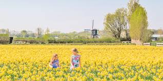 It lies between winter and summer. The Netherlands In Bloom Celebrating The Spring Season At 5 Stunning Locations Globonaut