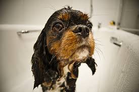 6 causes of dog dandruff and how to