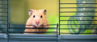 the best hamster cages in 2022 pet side