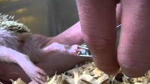 hedgehog care how to clip nails you