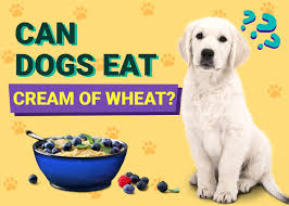 can dogs eat cream of wheat vet