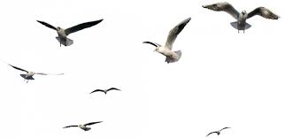 flying birds png transpa images