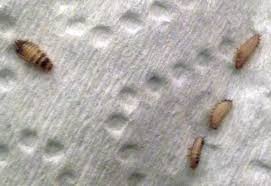 Similar to clothes moths, the pests also feed on many other items composed of wool, fur, felt, silk, feathers, skins, and leather. Carpet Beetle Larvae What S That Bug