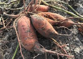 harvesting sweet potatoes top tips