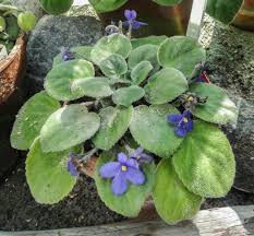 Maybe you would like to learn more about one of these? Streptocarpus Sect Saintpaulia Wikipedia