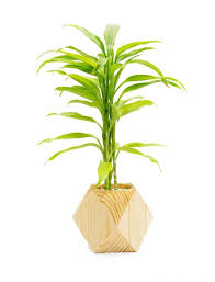 Golden Lucky Bamboo Plant Urbano In