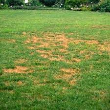 How To Deal With Bugs Pests On Your Lawn
