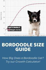 bordoodle size guide size chart