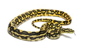 jungle carpet python stock photos