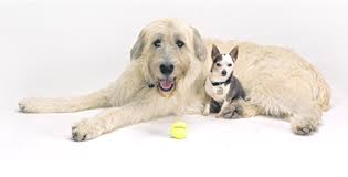 Dog Breed Compatibility Test Breed Selector Test And Quiz
