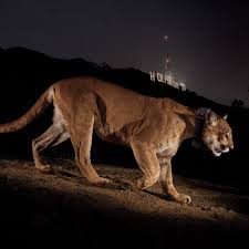 Photo by steve winter/national geographic. Where Do Mountain Lions Hunt In Los Angeles The Verge