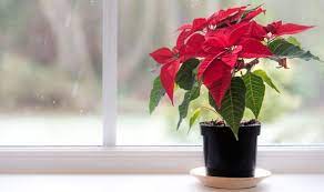 Winter Houseplants Extremely Poisonous