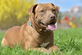 red nose pit bull what to know before