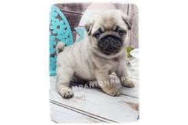 Come see our pug puppies & other puppies for sale today. Sw0i0dl3l D9qm