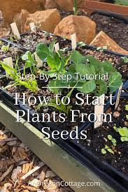 How To Start Plants From Seeds