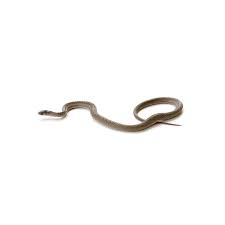 brown snake identification habits