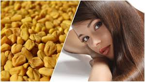 fenugreek seeds can prevent hair loss