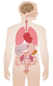 Eyes, kidneys, and muscles (images licensed under cc0 via pixabay) concerning body organs. How Does Coronavirus Affect Organs In The Body