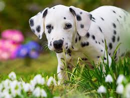 6 Best Foods To Feed An Adult And Puppy Dalmatian In 2019