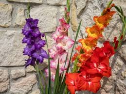 Tips For Planting Gladiolus In A Container