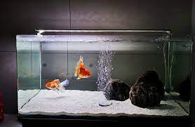 goldfish tank size guide what s the