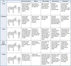 Practical Donkey And Mule Nutrition Veterian Key