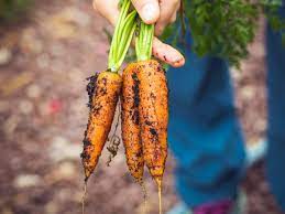 how to harvest and carrots from