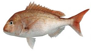 Snapper Fisheries Nz Nz Government