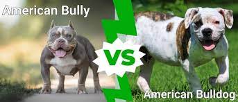 american bully vs american bulldog is